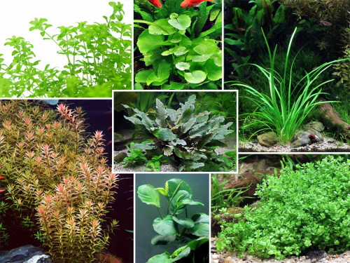 Preview: Aquarienpflanzen Wundertüte